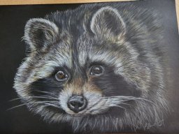 Raccoon